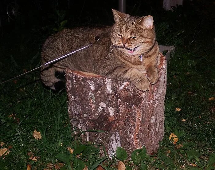 с̾х̾о̾р̾о̾н̾и̾л̾с̾я̾ с клубок пенек под иголками. пенёк под иголками. загадка про ёжика для 1 класса. сохранился под пенек клубок. пень.