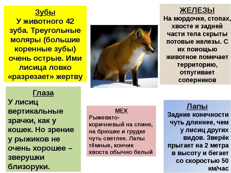 Лиса какой класс животных. Интересные факты о лисе. интересные факты о лисах. рассказ о лисе. инетересные факты о лис.