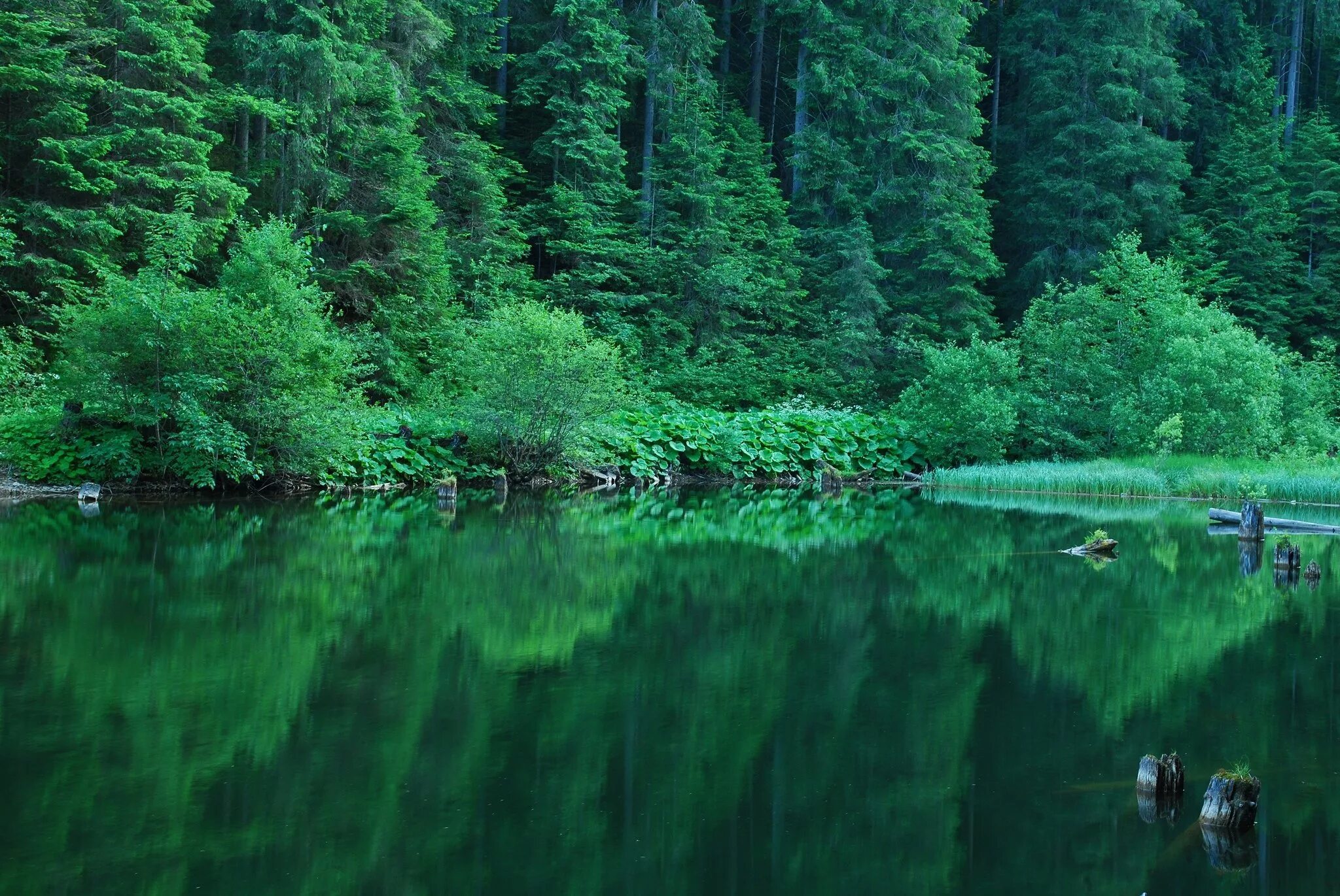 Water forest. Изумрудное озеро зеленолес. Изумрудно-зеленые водоемы, Твизель, новая Зеландия. Озеро в лесу. Красивая зеленая природа.