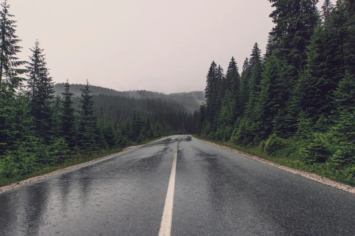Асфальтированная дорога в лесу. Дорога дождь. Дорога после дождя. Лес с дорогой.