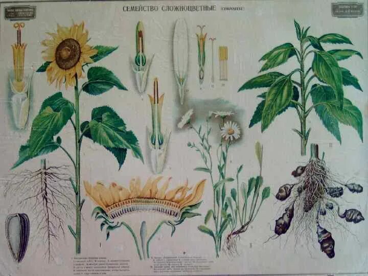 Наглядное пособие "биология". Темы по ботанике 6. Схемы по ботанике. Разделы растений биология. Биология растения в таблицах и схемах.