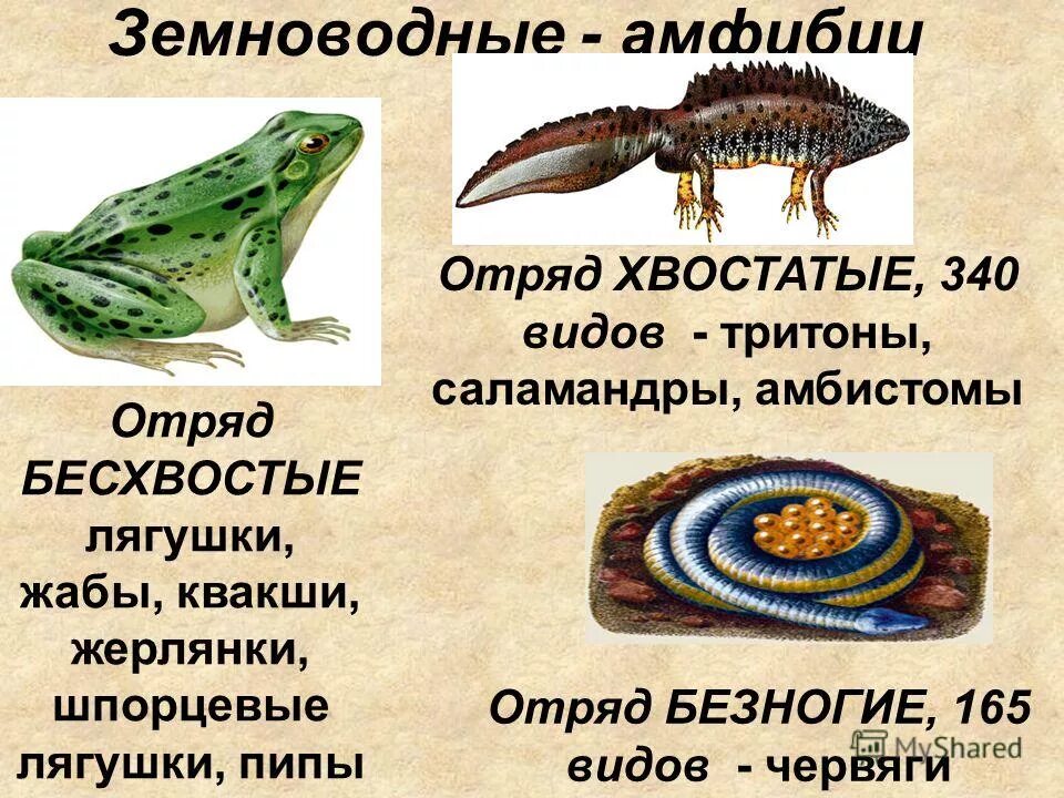 Отряды класса земноводных. Отряд безногие хвостатые бесхвостые земноводные. Многообразие бесхвостых земноводных. Местообитание бесхвостых земноводных. Отряд земноводные сообщение.