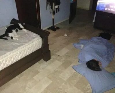 Хозяин победить