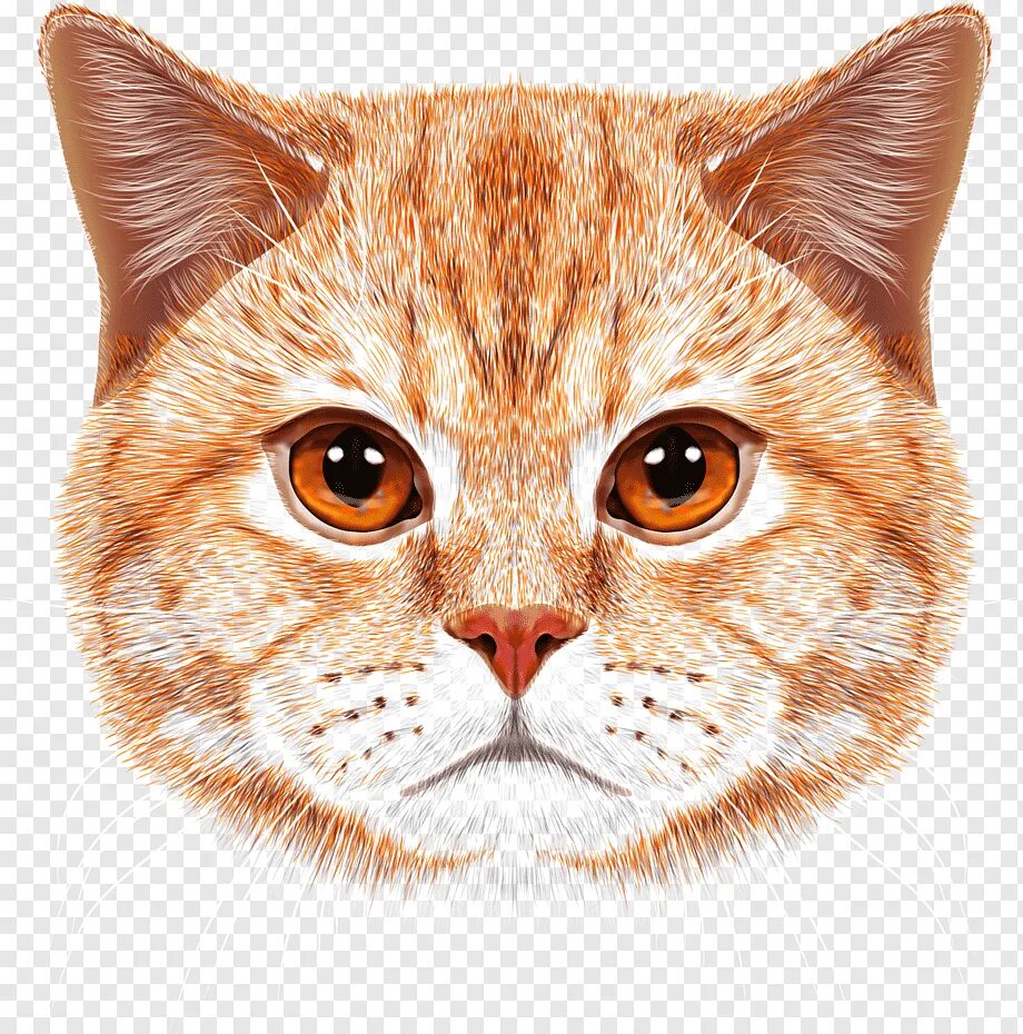 Картинка кота пнг. Голова кота. мордочка котика. морда кошки на белом фоне. морды котов на белом фоне.
