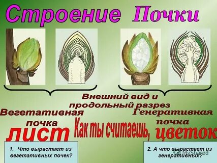Почки представляющие собой зачаточный бутон или соцветие