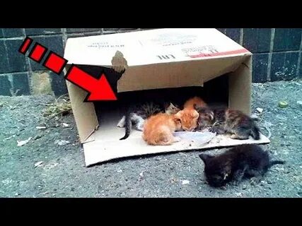 Отдали котенка плачу