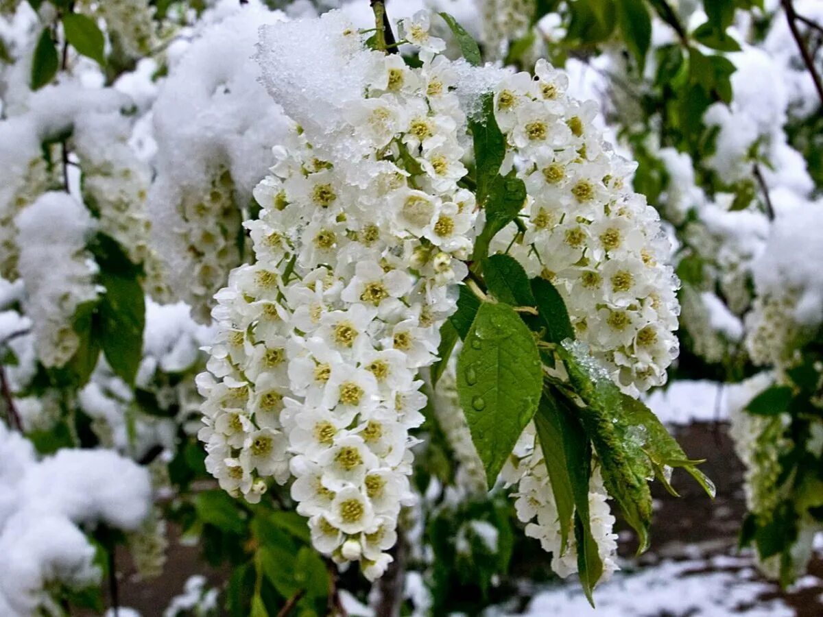 Кустарник цветет белым весной. Черемуха кустарник. Черёмуха белая кустарник. Белая черемуха дерево. Цветы черемухи на белом.