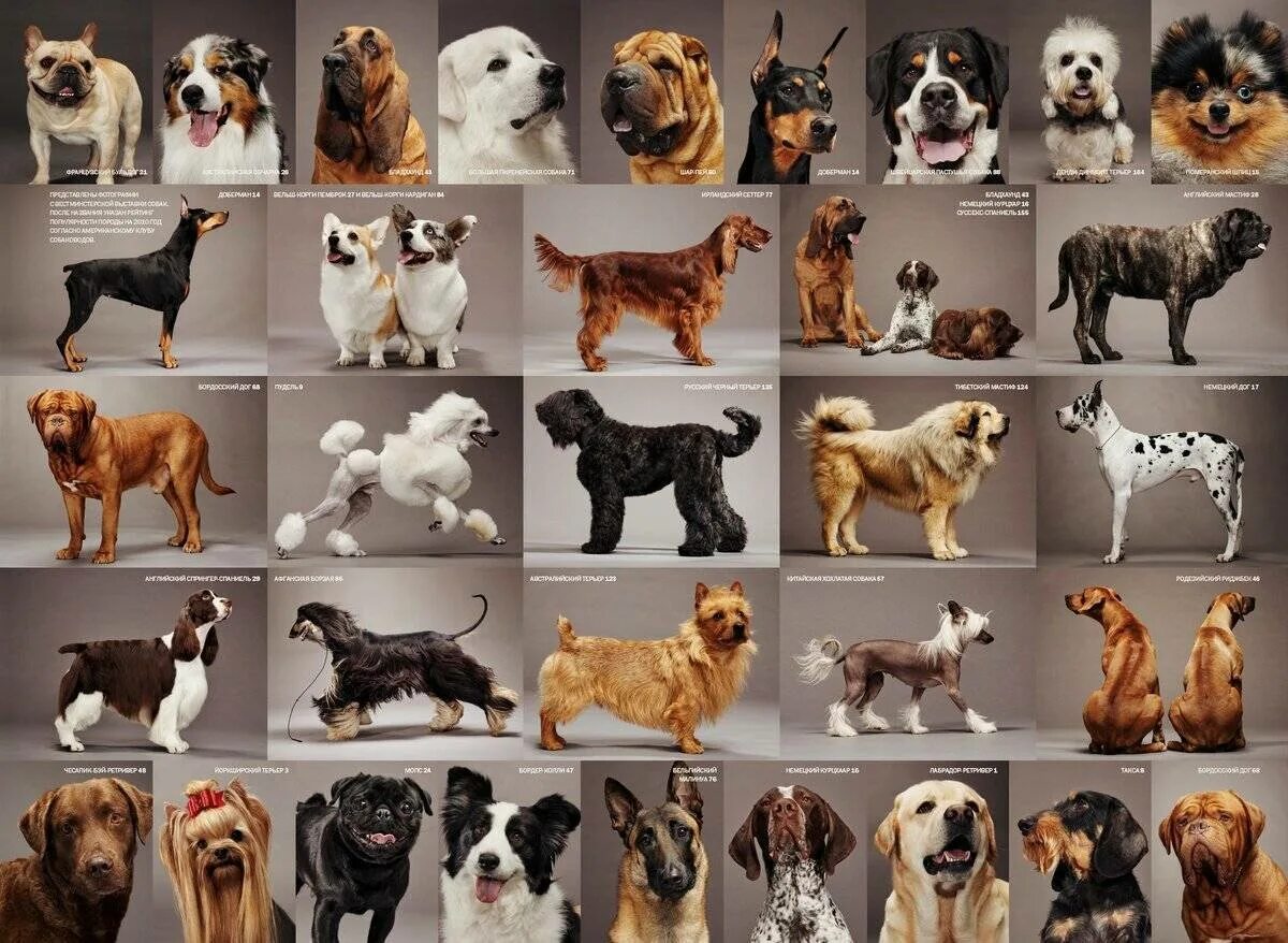 Красивые названия собак. Породы собак названия. Модные породы собак. Породы всех собак. Разнообразие пород собак.