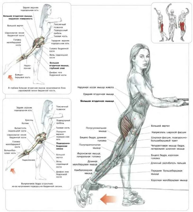 Разгибание бедра стоя в кроссовере. Упражнения для подкачки нижней части ягодиц. Тренажёры для прокачки средней ягодичной мышцы. Разгибание бедра в кроссовере с Нижнего блока.