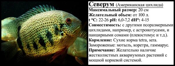 Тернеция совместимость с другими рыбами. Цихлиды совместимость с другими цихлидами. северум рыбка аквариумная совместимость таблица. цихлиды и растения в аквариуме совместимость. таблица совместимости цихлид с другими цихлидами.