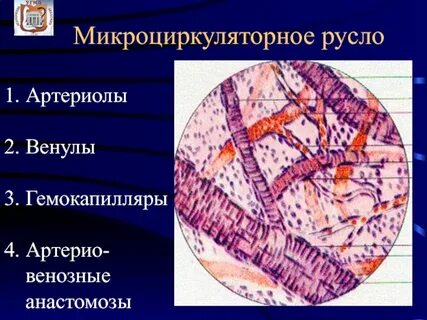 Артериолы
