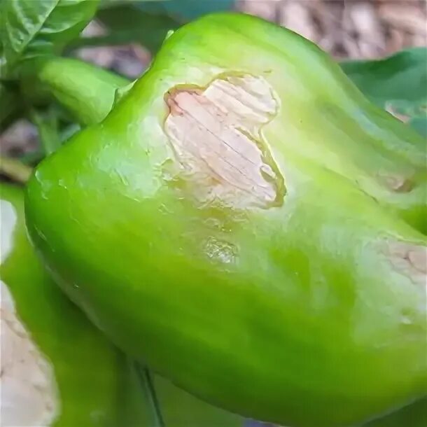 Почему перец чернеет на кусте