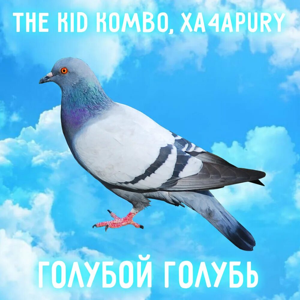 Голубка слушать. Синий голубь. Королевский павлин голубь. Голубка слушать. Вяхирь витютень.