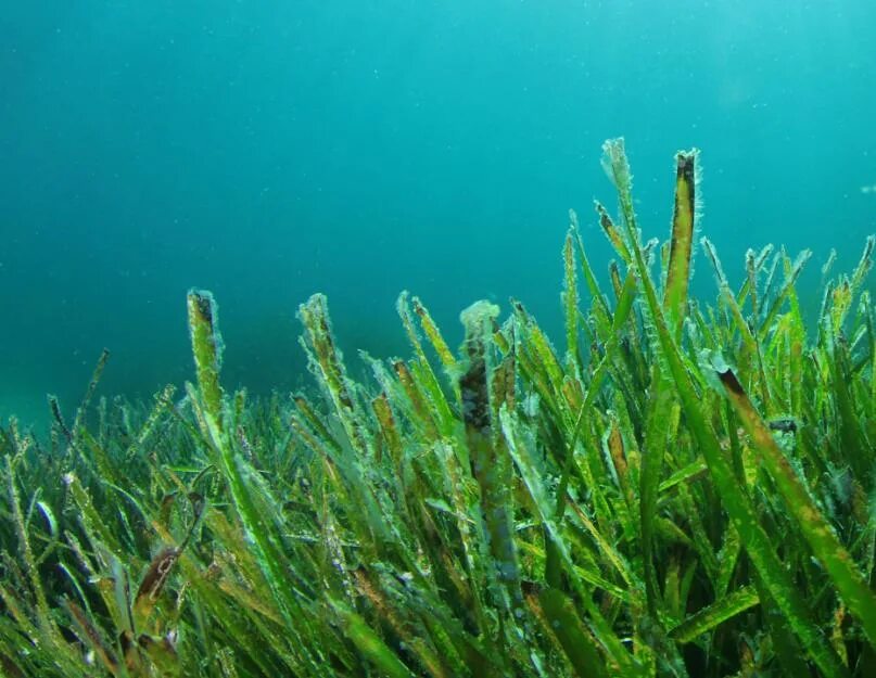 Росток водоросли. Водоросли чука в природе. Чука водоросли растут. Морская трава. Водоросли нори в природе.