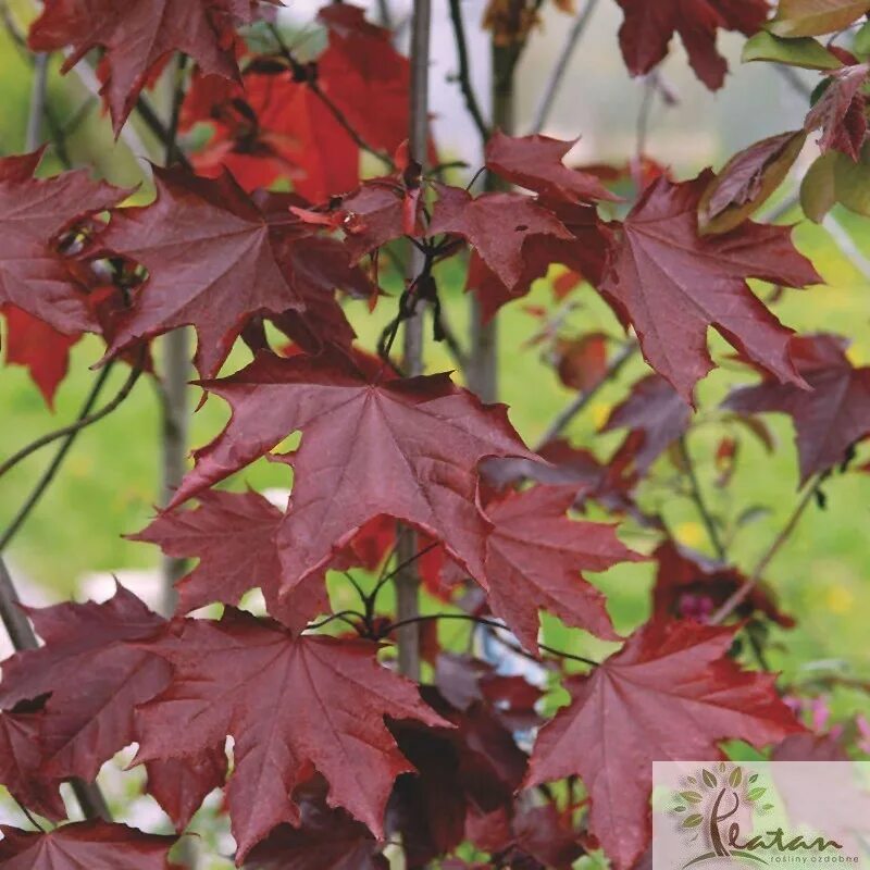 Клен остролистный роял ред. Acer platanoides "royal red" / клен остролистный "royal red". Клен роял ред на штамбе. Клен остролистный acer platanoides royal red. Роял рэд.