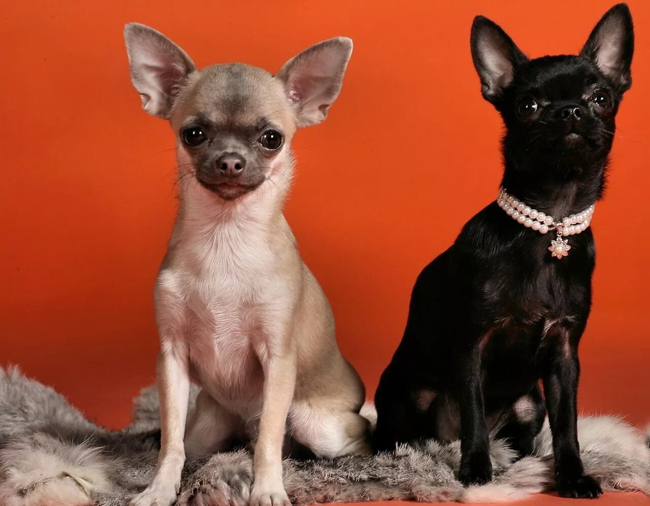 порода собак чихуахуа. чихуахуа 1. чихуахуа 1 год. чихуахуа 1 год. чихуахуа 1 год фото мальчик.