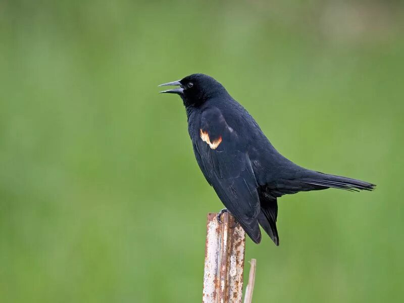 Черная птица. Чёрная птица с оранжевым пятнами. Черная птица с белой шеей. Птица большая белая с чёрной шеей.