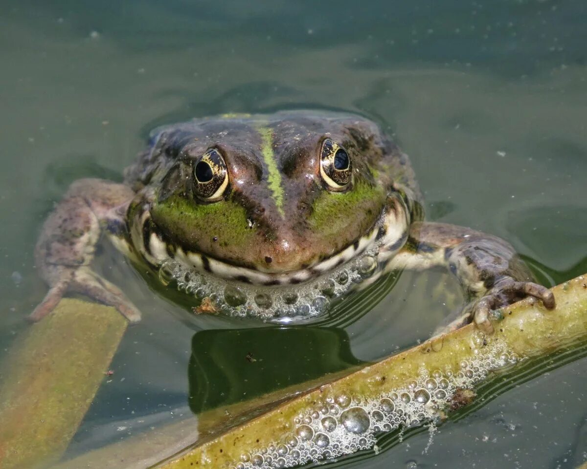 Держи жабу мем. Шутки про лягушек. Лягушонок ква ква. Сказала жаба. В болоте жила лягушка.