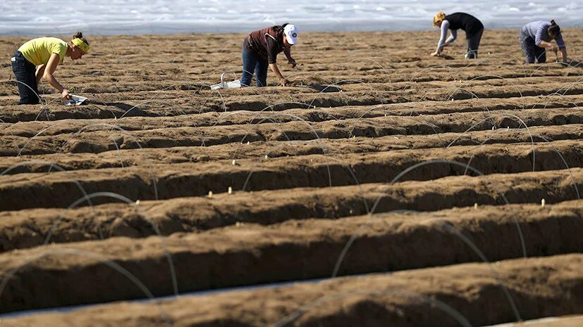 земли украины. земельный рынок рф. сельхозземли. сельскохозяйственные угодья. гектар земли.