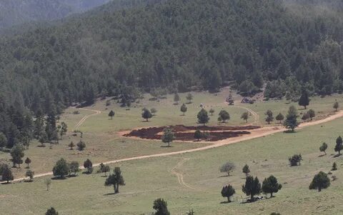 Forest mine