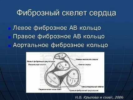 Скелет сердца