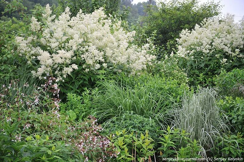 Горец изменчивый фото. Горец изменчивый (Polygonum polymorpha). Чубушник и Горец изменчивый. Горец изменчивый (Polygonum polymorpha);3. Горец мелкоцветковый.