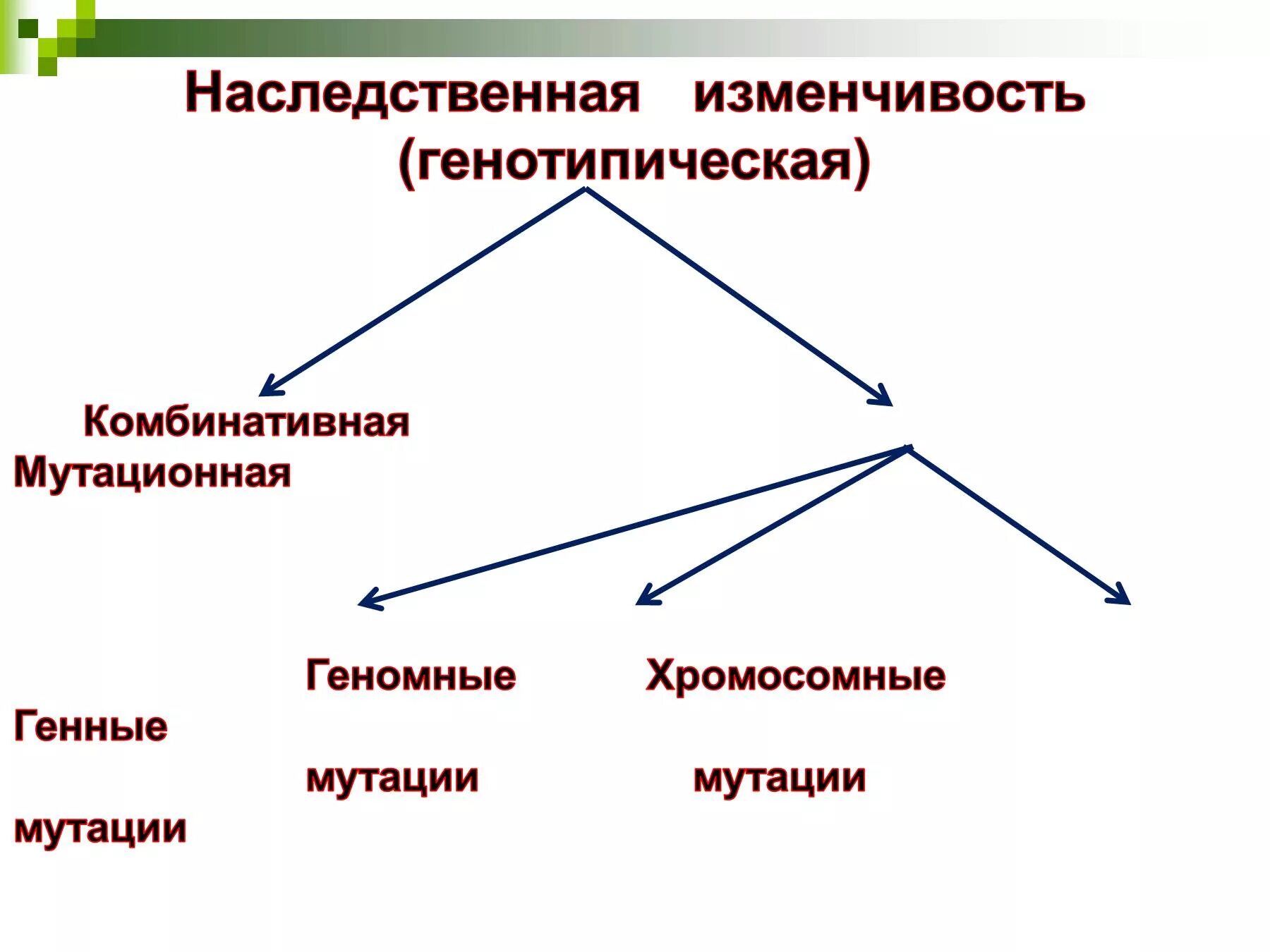 Наследственная изменчивость. Изменчивость презентация. Типы изменчивости. Изменчивость биология 9. Случайная изменчивость виды