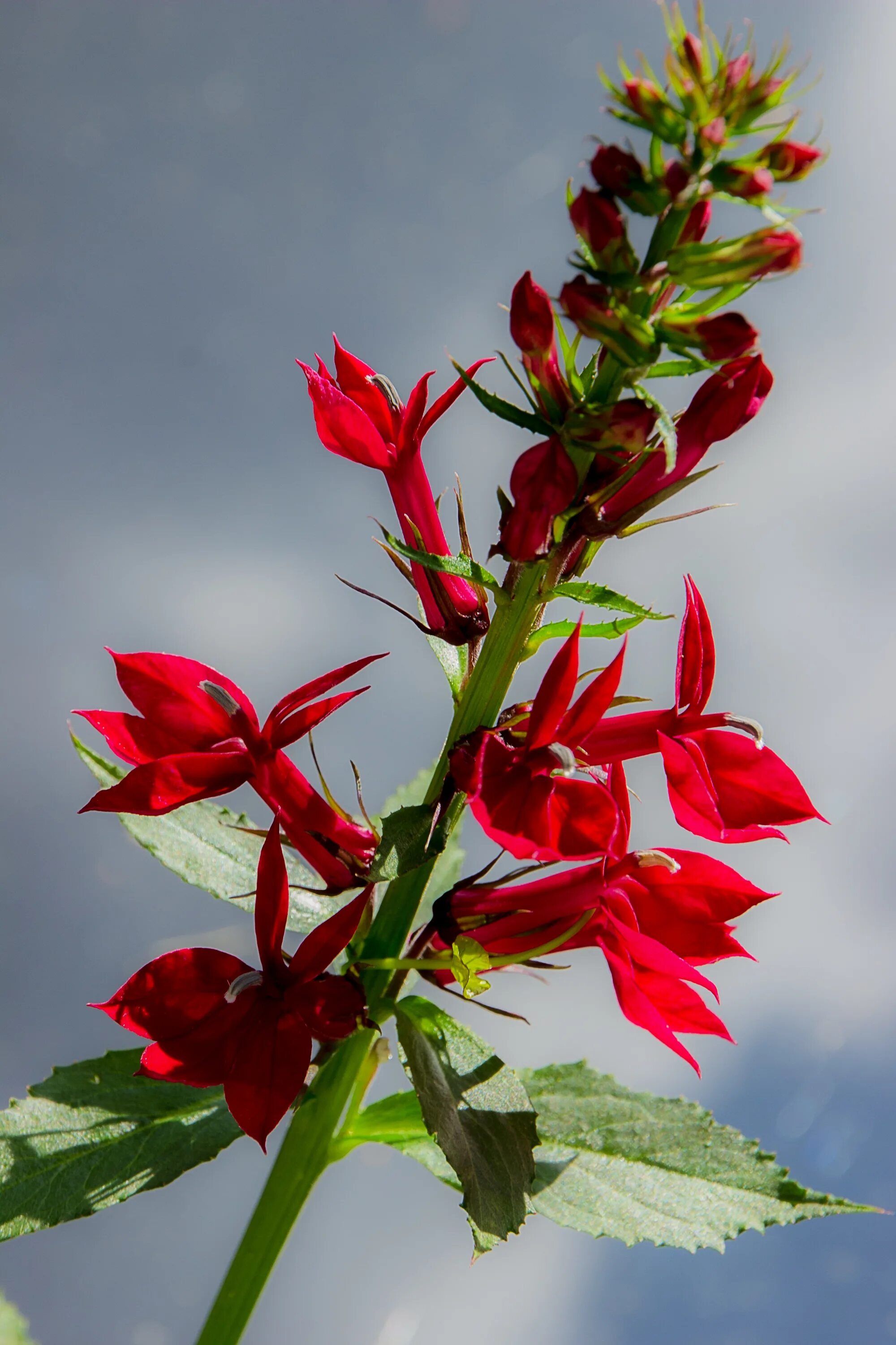 Red plant. Лобелия красная. Лобелия прекрасная. Лобелия прекрасная вулкан ред. Цветок сперофириум.
