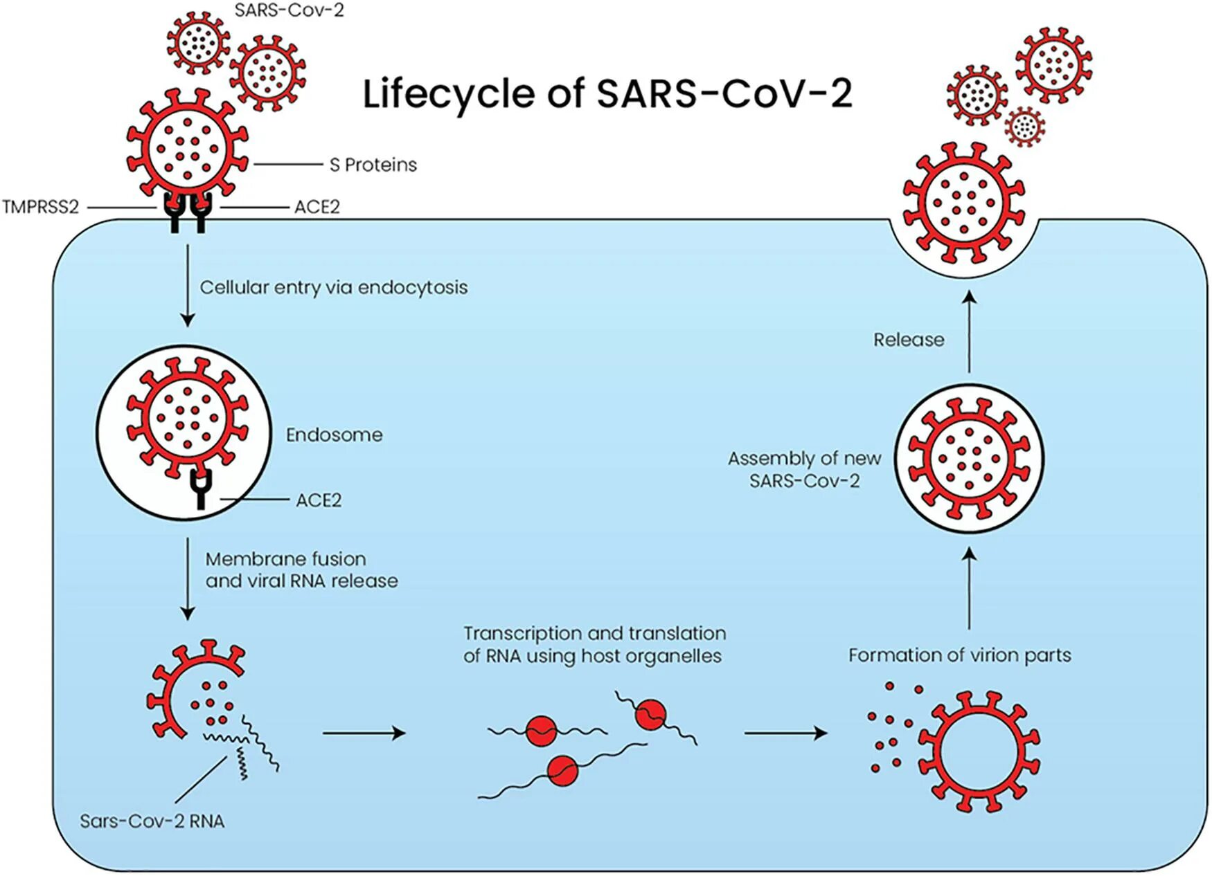 Вирус sars cov 2 отнесен к группе. Жизненный цикл вируса SARS cov 2. Строение и жизненный цикл SARS-cov-2. SARS-cov-2 Life Cycle. Пневмония, вызванная SARS-cov-2.