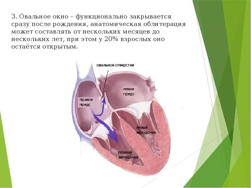 Окно в сердце у ребенка. Овальное окно. Закрытие овального окна. Функциональное овальное окно. Овальное окно закрывается.