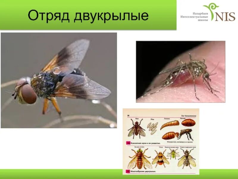 Двукрылые размер. Строение двукрылых. строение двукрылых насекомых. отряд двукрылые представители. отряд двукрылые (diptera).