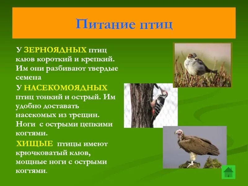 Экологические группы птиц по способу питания таблица. Питание птиц. Насекомоядные птицы, хищные птицы, растительноядные птицы. Способы питания птиц. Оседлые кочующие и перелетные птицы таблица.