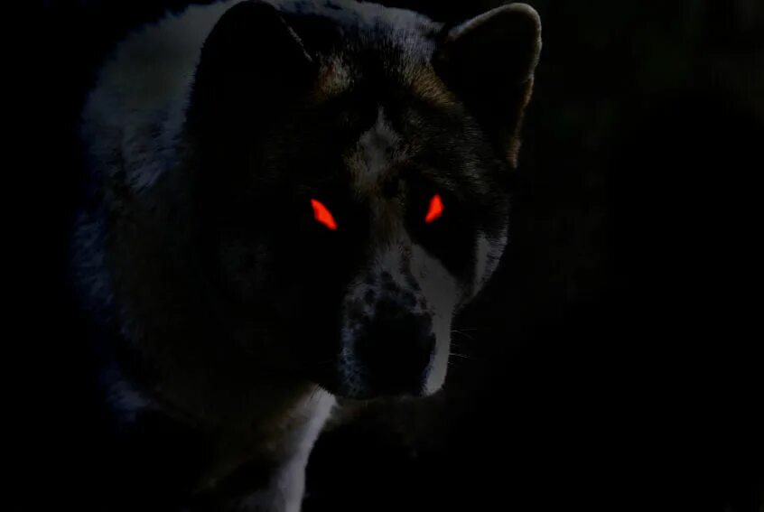 Глаза волка ночью. Чёрный волк с красными глазами. Черный волк. Волк с красными глазами. Волк с красными глазами в темноте.