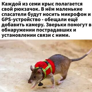 Как не быть крысой