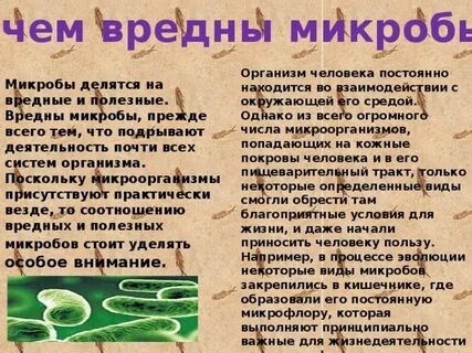 Суждение о бактериях