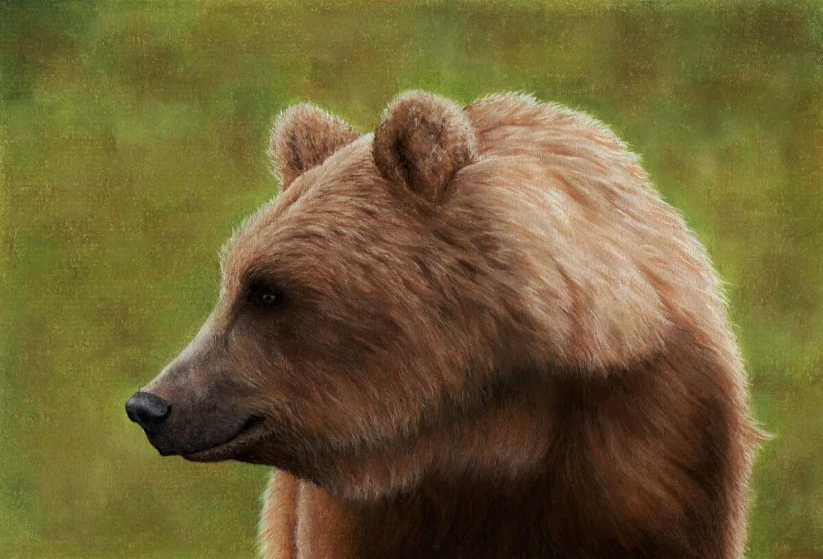 Портрет медведя