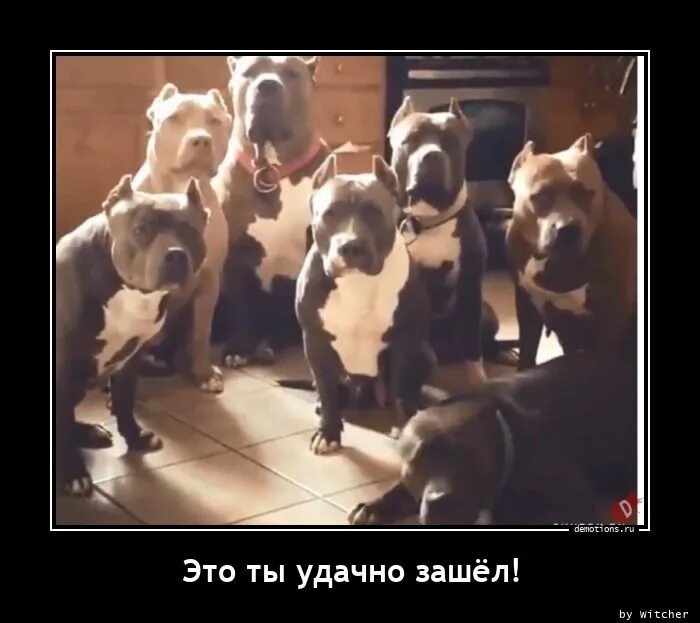 Удачно вошел