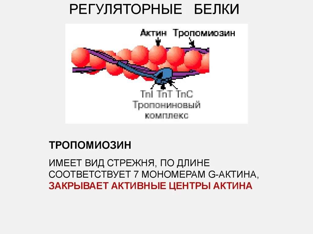 Регуляторная функция белков примеры. Регуляторный белок. Регуляторный белок. Примеры регуляторных белков. Регуляторная функция белков.