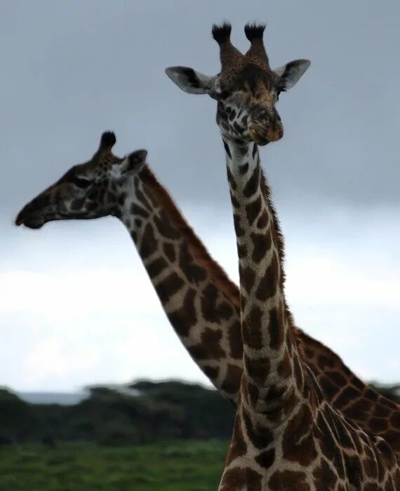 Animals ii