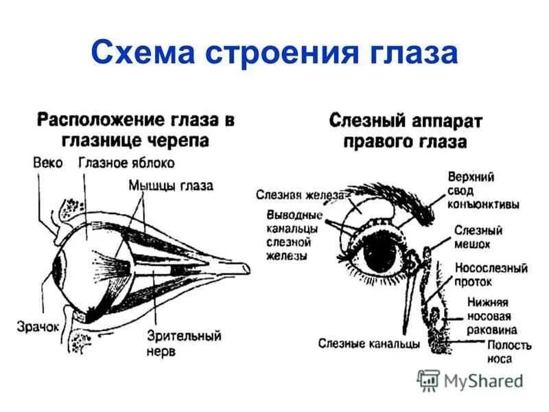 Структура глаза птицы. Строение глаза слезный мешок. Строение глаза анатомия. Схема строения глаза. Глаз расположение строение.