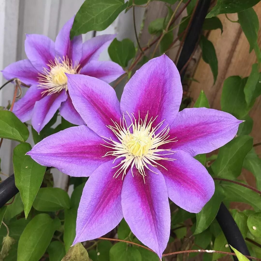 Clematis 'Mikelite' - Clematis viticella 'Mikelite' Clematis, Plant guide, Climb