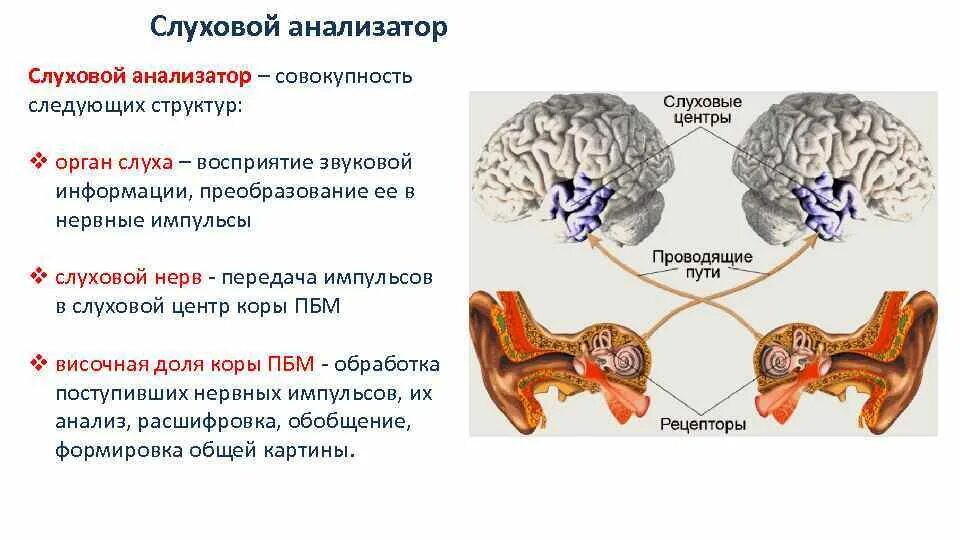 Рецепторы слухового анализатора рецепторы слухового анализатора. Схема слухового анализатора рецепторы. Слуховой анализатор слухового рецептора. Строение рецепторов слухового анализатора. Понятие слухового анализатора