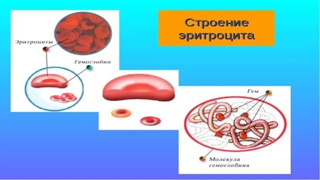 Строение эритроцита человека. Строение эритроцитов животных. Эритроцит схема строения. Эритроцит человека схема. Строение эритроцитов человека рисунок.