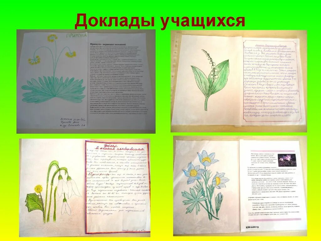 Виды растений из зеленой книги. Растения из зеленой страницы. Зеленые страницы растения. Зеленые страницы виды растений.