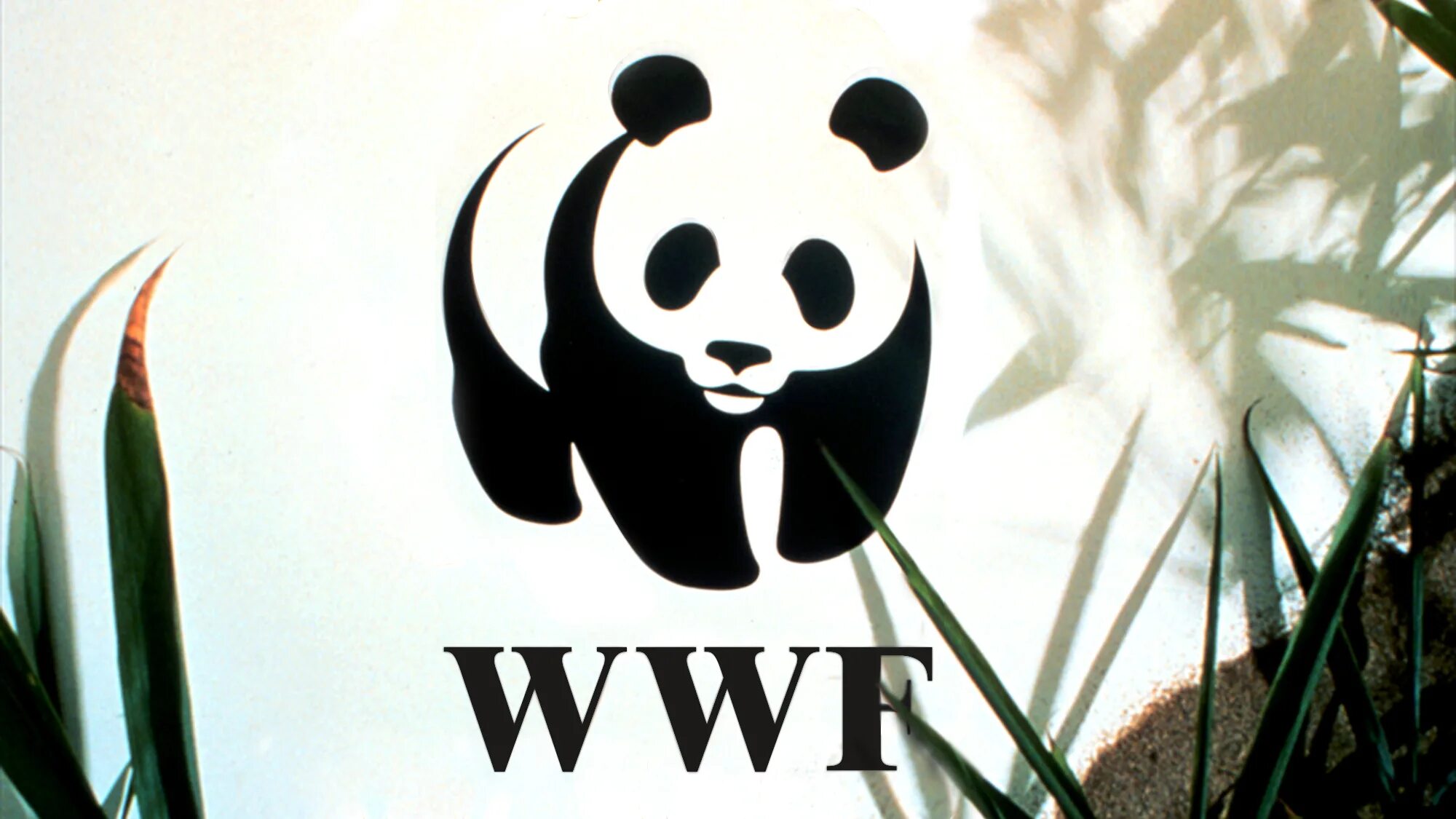 Всемирный фонд дикой природы WWF России. Всемирный фонд охраны природы. Фонд дикой природы WWF эмблема. Панда символ Всемирного фонда дикой природы.