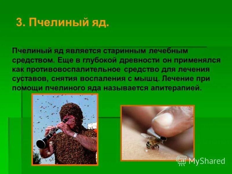 Почему пчелиный яд лекарство 2 класс. Яд пчёл полезен. пчелиный яд является лекарством. почему пчелиный яд считается лекарством. чем полезен яд пчелы.