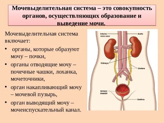 Мочевыделительная система человека включает почки надпочечники мочеточники