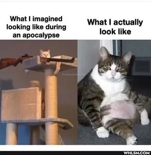 I look like but looks like