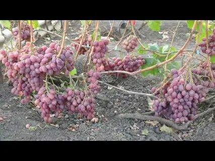 Виноград октябрь
