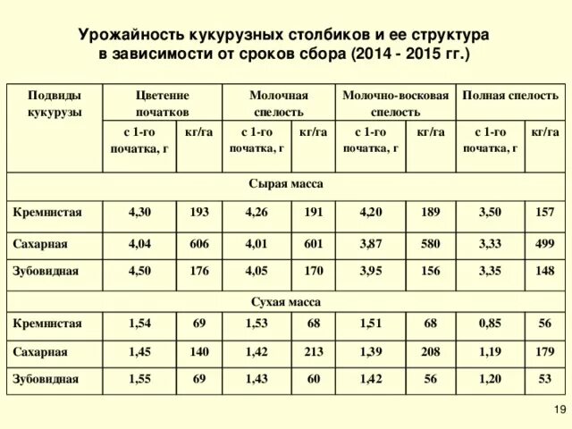 Средняя урожайность кукурузы. Урожайность кукурузы в початках. Подвиды кукурузы. Средний вес початка кукурузы.